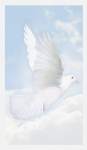 Wings of Hope Prayer Cards