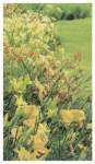 Flower Garden Prayer Cards Flower Garden Prayer Cards
